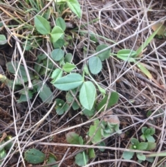 Zornia dyctiocarpa var. dyctiocarpa (Zornia) at Hume, ACT - 21 Oct 2015 by RichardMilner