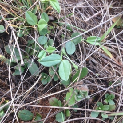 Zornia dyctiocarpa var. dyctiocarpa (Zornia) at Jerrabomberra Grassland - 20 Oct 2015 by RichardMilner