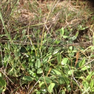 Zornia dyctiocarpa var. dyctiocarpa at Hume, ACT - 21 Oct 2015