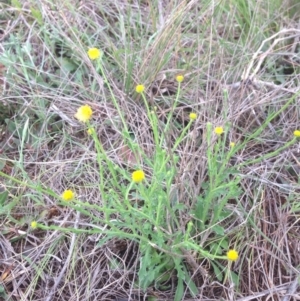 Calotis lappulacea at Hume, ACT - 21 Oct 2015 10:16 AM