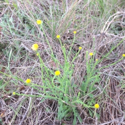 Calotis lappulacea (Yellow Burr Daisy) at Jerrabomberra Grassland - 20 Oct 2015 by RichardMilner