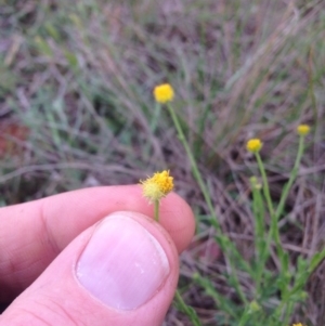 Calotis lappulacea at Hume, ACT - 21 Oct 2015 10:16 AM