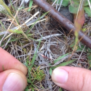 Isoetopsis graminifolia at Hume, ACT - 21 Oct 2015 10:23 AM