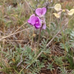 Swainsona sericea (Silky Swainson-Pea) at Jerrabomberra Grassland - 21 Oct 2015 by RichardMilner