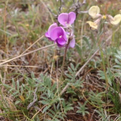 Swainsona sericea (Silky Swainson-Pea) at Jerrabomberra Grassland - 21 Oct 2015 by RichardMilner