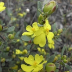 Hibbertia obtusifolia (Grey Guinea-flower) at Mount Ainslie - 20 Oct 2015 by SilkeSma