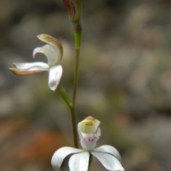 Caladenia moschata (Musky Caps) at Black Mountain - 9 Oct 2015 by petaurus