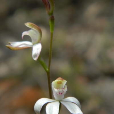 Caladenia moschata (Musky Caps) at Black Mountain - 9 Oct 2015 by petaurus