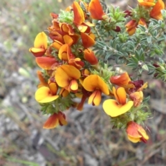 Pultenaea procumbens (Bush Pea) at Campbell, ACT - 20 Oct 2015 by SilkeSma