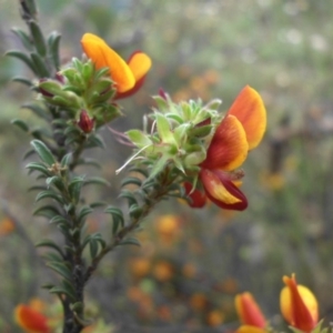 Pultenaea procumbens at Campbell, ACT - 21 Oct 2015 08:54 AM