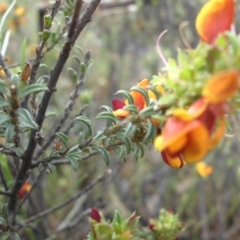 Pultenaea procumbens at Campbell, ACT - 21 Oct 2015 08:54 AM