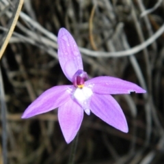 Glossodia major (Wax Lip Orchid) at Point 5803 - 10 Oct 2015 by petaurus