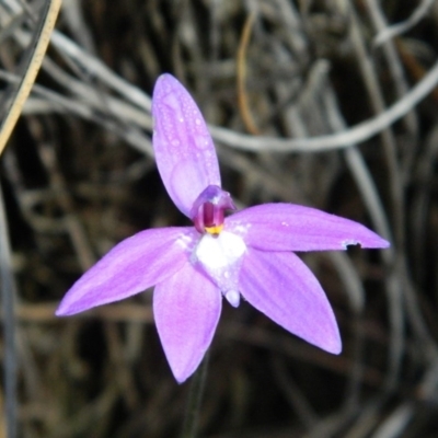 Glossodia major (Wax Lip Orchid) at Black Mountain - 9 Oct 2015 by petaurus