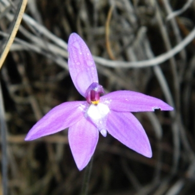 Glossodia major (Wax Lip Orchid) at Point 5803 - 10 Oct 2015 by petaurus