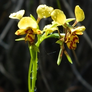 Diuris nigromontana at Undefined Area - suppressed