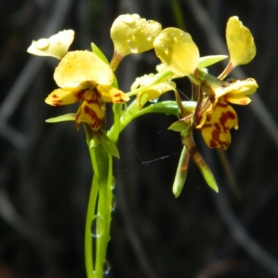 Diuris nigromontana (Black Mountain Leopard Orchid) at Point 5803 - 10 Oct 2015 by petaurus