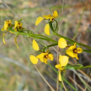 Diuris nigromontana at Undefined Area - suppressed