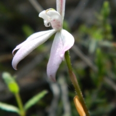 Caladenia carnea (Pink Fingers) at Black Mountain - 9 Oct 2015 by petaurus