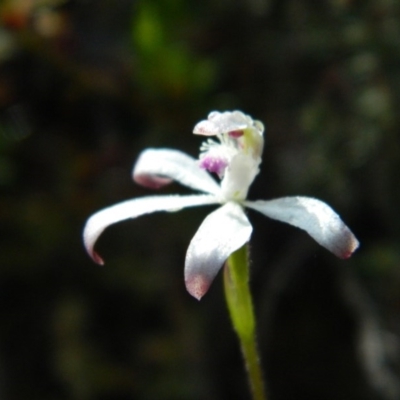 Caladenia ustulata (Brown Caps) at Point 5803 - 10 Oct 2015 by petaurus