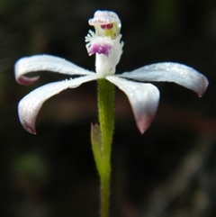 Caladenia ustulata at Point 5803 - 10 Oct 2015