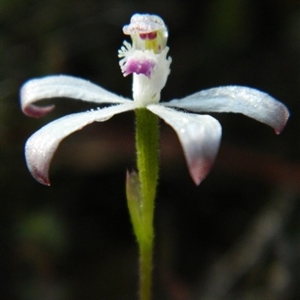 Caladenia ustulata at Point 5803 - 10 Oct 2015