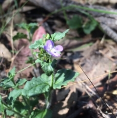 Veronica calycina (Hairy Speedwell) at Tuggeranong DC, ACT - 21 Oct 2015 by APB