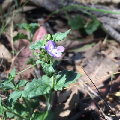 Veronica calycina (Hairy Speedwell) at Tuggeranong DC, ACT - 21 Oct 2015 by APB