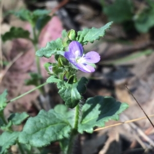 Veronica calycina at Tuggeranong DC, ACT - 21 Oct 2015 04:03 PM