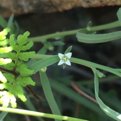 Thesium australe (Austral Toadflax) at Tharwa, ACT - 21 Oct 2015 by APB