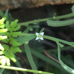 Thesium australe (Austral Toadflax) at Tharwa, ACT - 21 Oct 2015 by APB