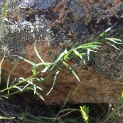 Thesium australe at Tharwa, ACT - suppressed