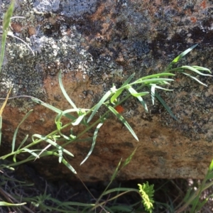 Thesium australe at Tharwa, ACT - suppressed