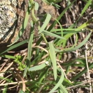 Thesium australe at Tharwa, ACT - suppressed