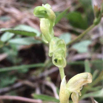 Hymenochilus cycnocephalus (Swan greenhood) at Tuggeranong DC, ACT - 21 Oct 2015 by APB