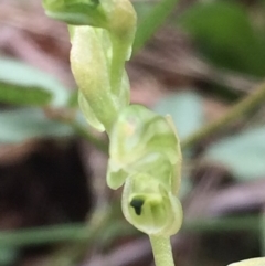 Hymenochilus cycnocephalus at Tuggeranong DC, ACT - suppressed