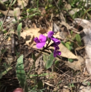 Swainsona sericea at Tuggeranong DC, ACT - 21 Oct 2015 04:12 PM