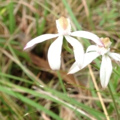Caladenia moschata (Musky Caps) at Kambah, ACT - 21 Oct 2015 by RosemaryRoth
