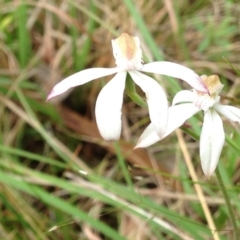 Caladenia moschata (Musky Caps) at Little Taylor Grasslands - 20 Oct 2015 by RosemaryRoth