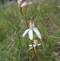 Caladenia moschata at Kambah, ACT - suppressed