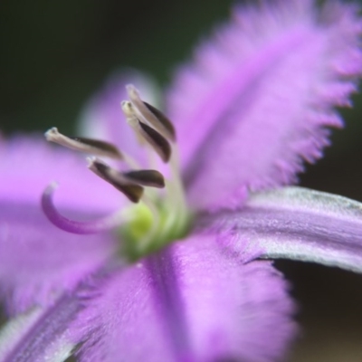 Thysanotus patersonii (Twining Fringe Lily) at Black Mountain - 21 Oct 2015 by JasonC