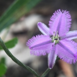 Thysanotus patersonii at Canberra Central, ACT - 21 Oct 2015 05:55 PM