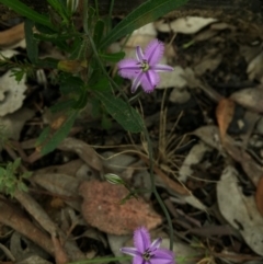 Thysanotus patersonii at Canberra Central, ACT - 21 Oct 2015 05:55 PM