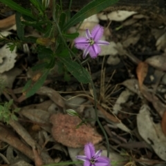 Thysanotus patersonii at Canberra Central, ACT - 21 Oct 2015