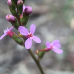 Stylidium graminifolium (Grass Triggerplant) at Canberra Central, ACT - 21 Oct 2015 by JasonC