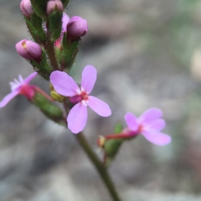 Stylidium graminifolium (grass triggerplant) at Canberra Central, ACT - 21 Oct 2015 by JasonC