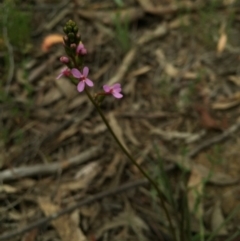 Stylidium graminifolium at Canberra Central, ACT - 21 Oct 2015