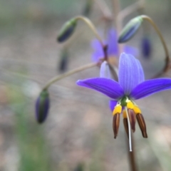 Dianella revoluta var. revoluta (Black-Anther Flax Lily) at Black Mountain - 21 Oct 2015 by JasonC