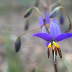 Dianella revoluta var. revoluta at Canberra Central, ACT - 21 Oct 2015 06:23 PM