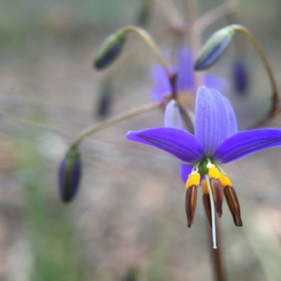 Dianella revoluta var. revoluta (Black-Anther Flax Lily) at Black Mountain - 21 Oct 2015 by JasonC