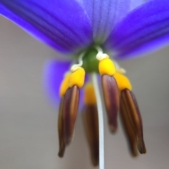 Dianella revoluta var. revoluta at Canberra Central, ACT - 21 Oct 2015 06:23 PM